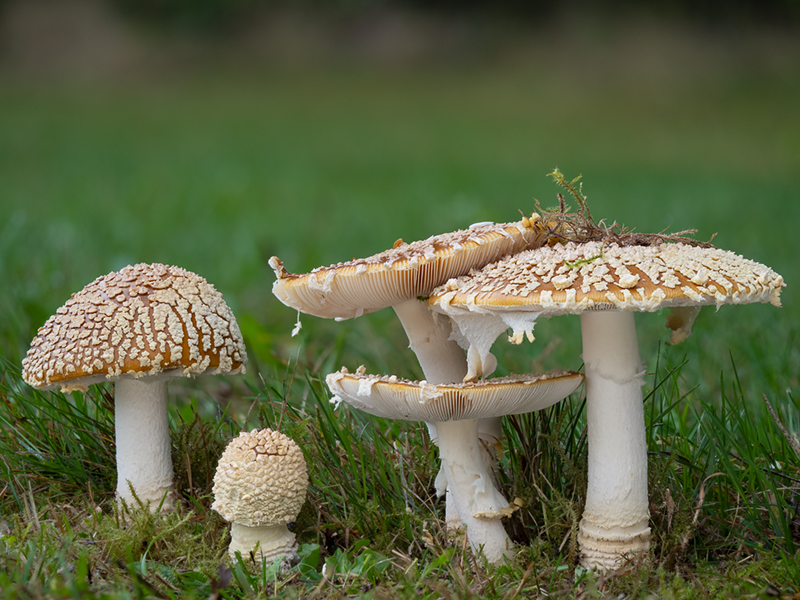 Amanita muscaria var. regalis Amanita muscaria var. regalis
